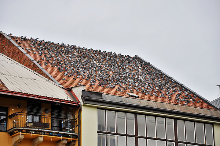 A2B Pest Control are able to install spikes to deter birds from roofs in Pitsea. 