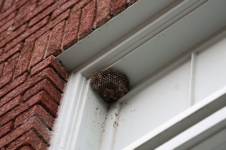 We provide a wasp nest removal service for domestic and commercial properties in Pitsea.